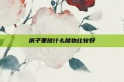 房子里放什么植物比较好