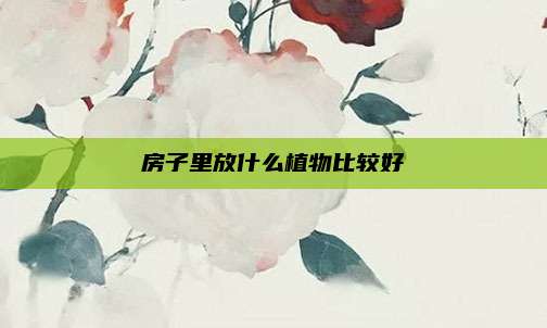 房子里放什么植物比较好